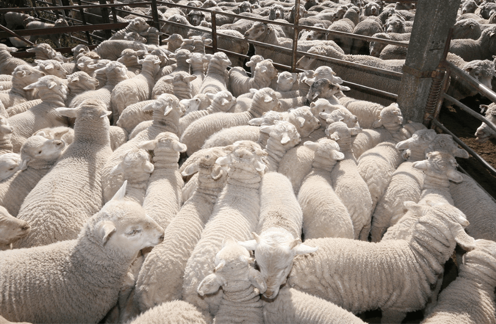 Better Choices Transformed Australia's Wool Industry 