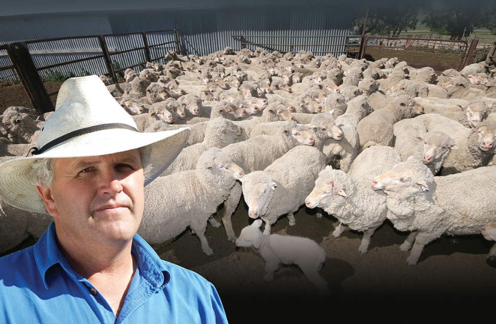 Better Choices Transformed Australia's Wool Industry 