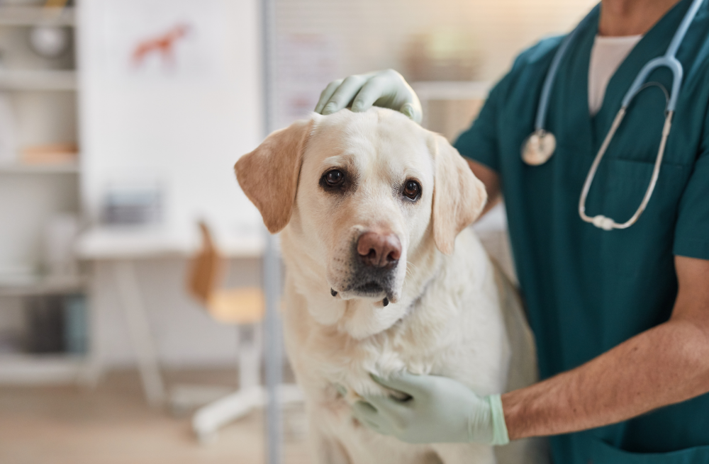 Overcoming Financial Barriers to Veterinary Treatment